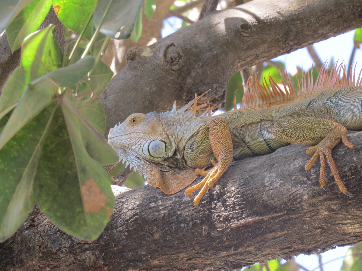 El Mono Loco Hotel Tamarindo Luaran gambar